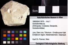 Foto (Objket + Etiketten) von Cycloprosopon sp. 